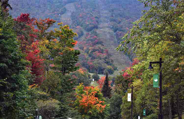 fall foliage